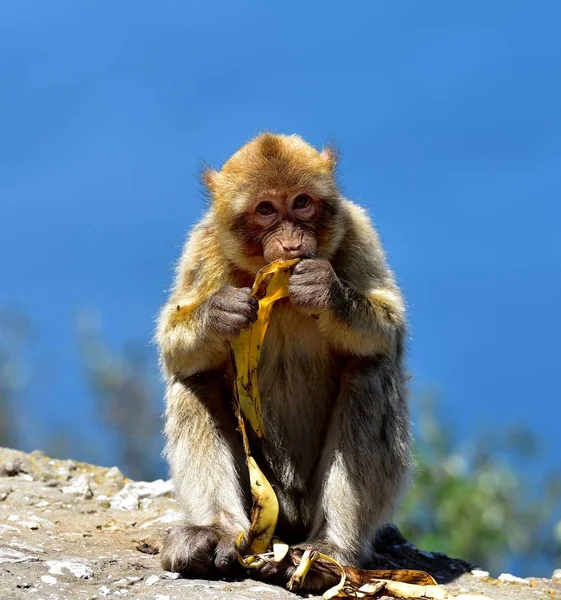 Gibraltar Macaco de berbería — Foto de Stock