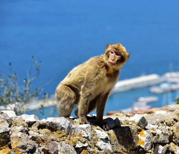 Gibraltar Barbary macaque — Stock Photo, Image