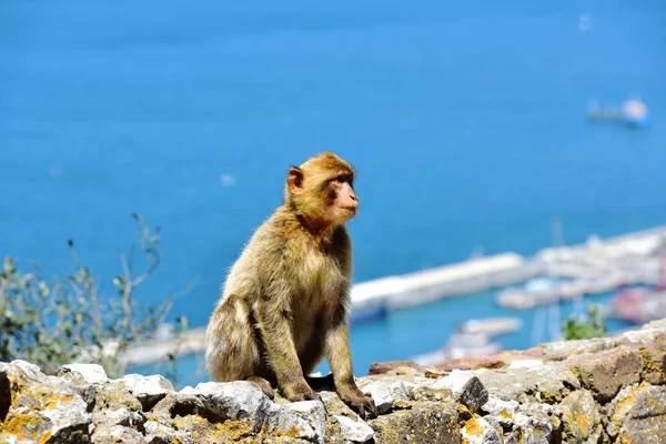 Gibraltar Magot — Zdjęcie stockowe