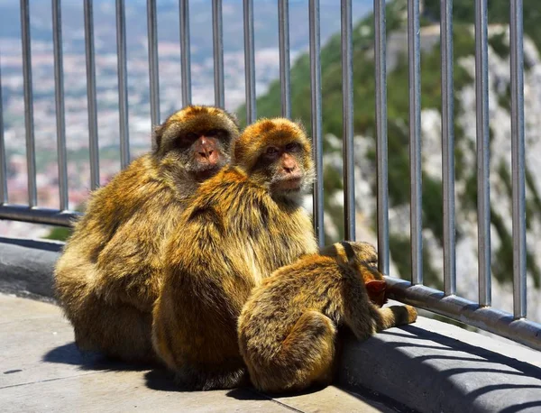 Gibraltar Barbary macaque — Stock Photo, Image