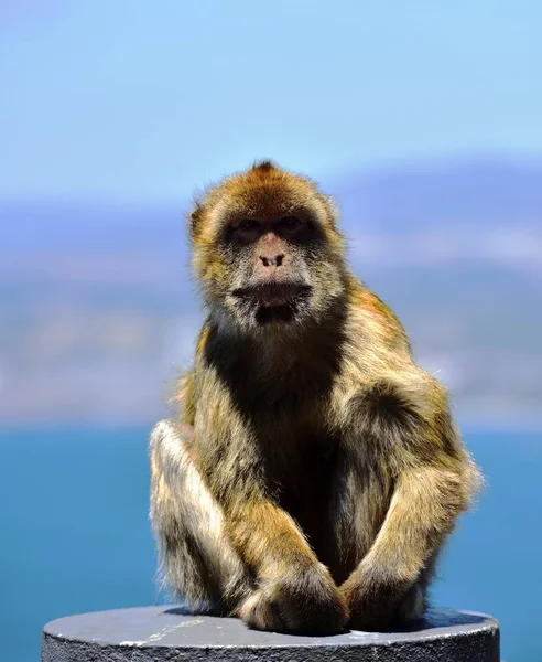 Gibraltar Berberaap — Stockfoto