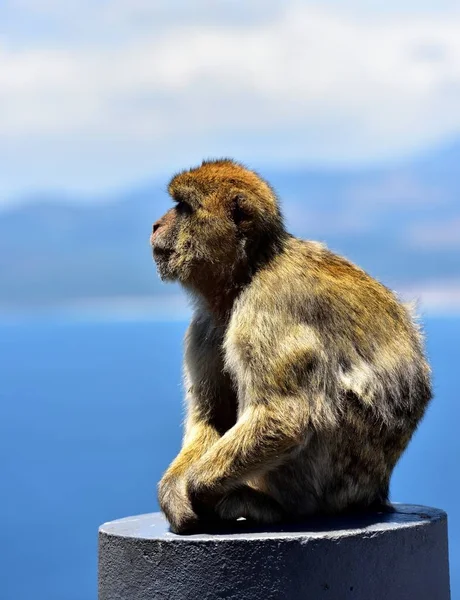 Gibraltar Berberaap — Stockfoto