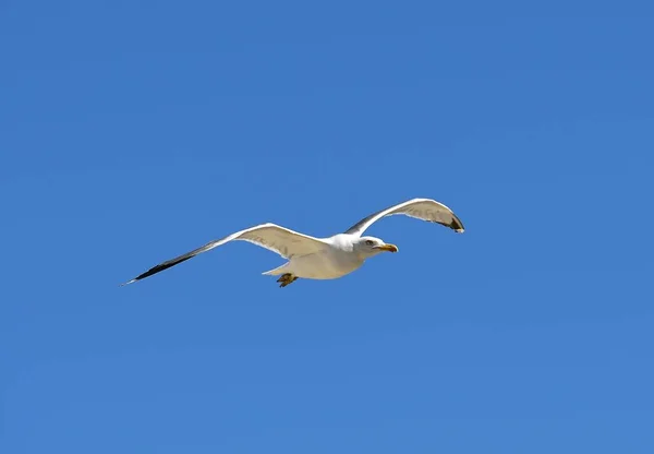 Gaivota de arenque europeia — Fotografia de Stock