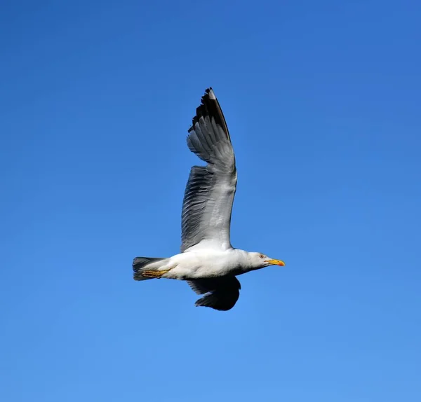 Gaivota de arenque europeia — Fotografia de Stock