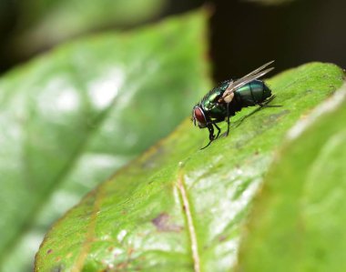 Güneş ışığında çürümebaşladığında sericata