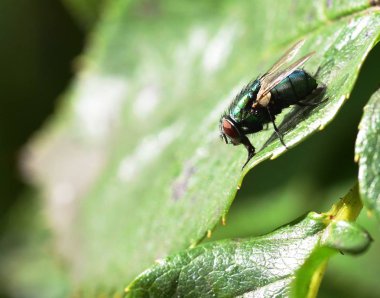 Güneş ışığında çürümebaşladığında sericata