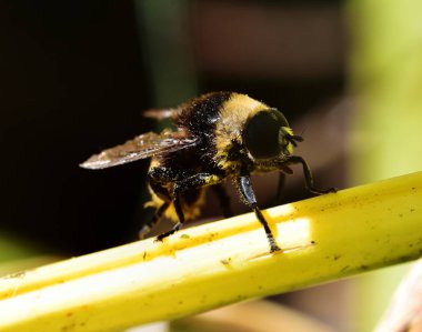 Eristalis tenax istirahat