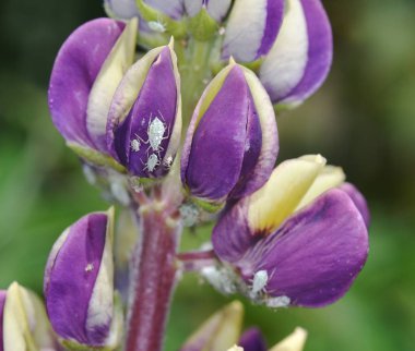 Greenflies ve Lupin