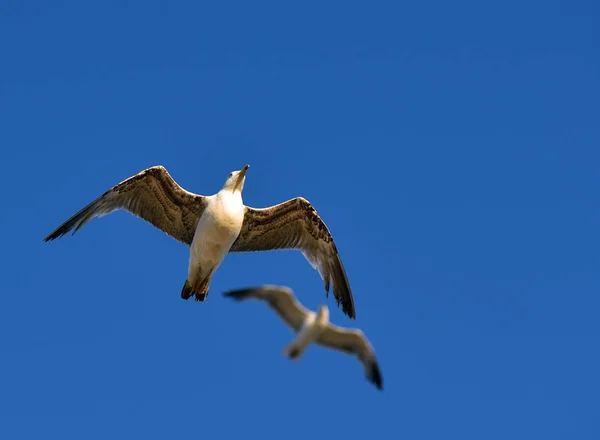 European herring gull — Stock Photo, Image