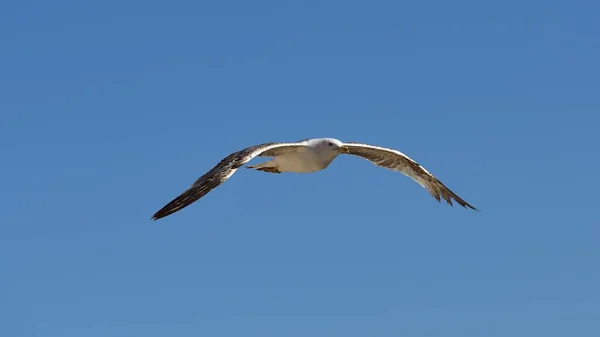 European herring gull — Stock Photo, Image