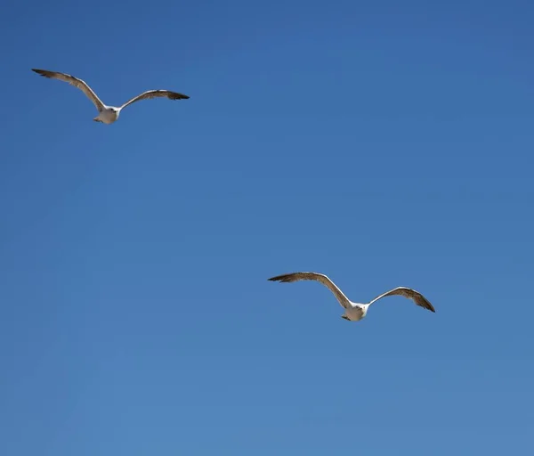 European herring gull — Stock Photo, Image