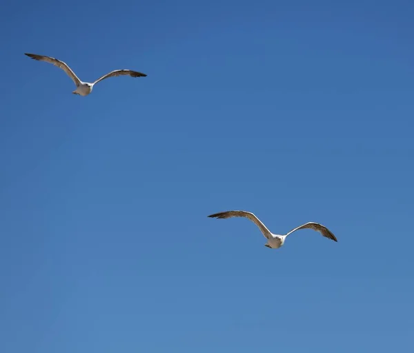 Gaivota de arenque europeia — Fotografia de Stock