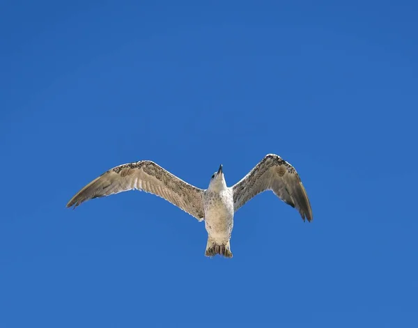 Gaivota de arenque europeia — Fotografia de Stock