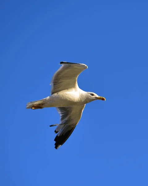 European herring gull — Stock Photo, Image