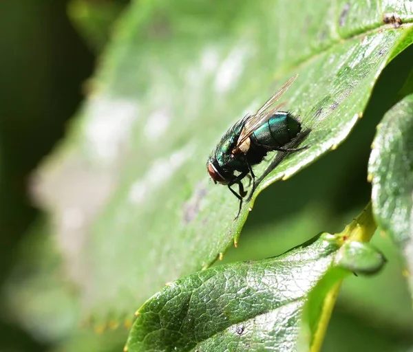 Soleil sur Lucilia sericata — Photo