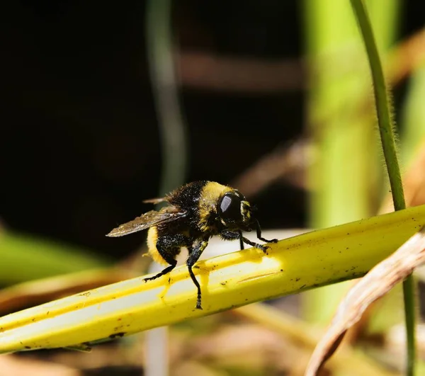 Eristalis tenax em repouso — Fotografia de Stock