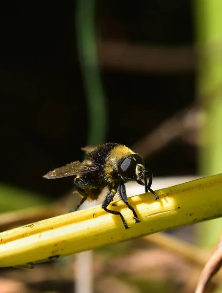 安静時 Eristalis テナックス — ストック写真