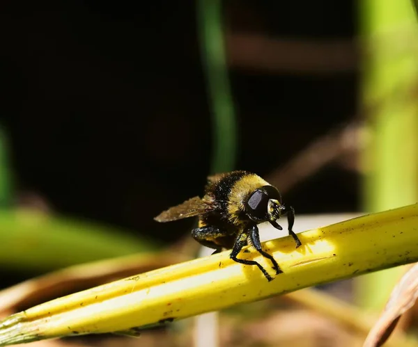 Eristalis tenax at rest — Stock Photo, Image