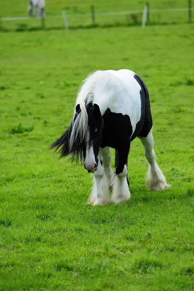 Piebald stallone guardando — Foto Stock