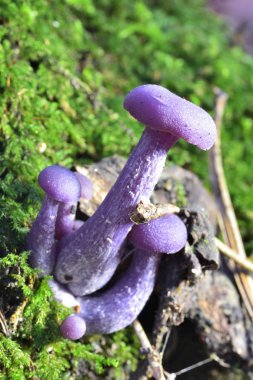 Sonbahar meyve mantar