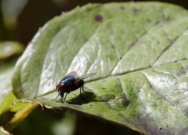 Güneş ışığında çürümebaşladığında sericata