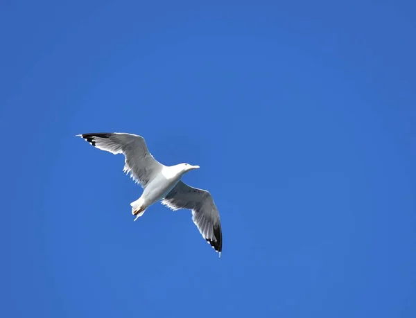 Gaivota de arenque europeia — Fotografia de Stock