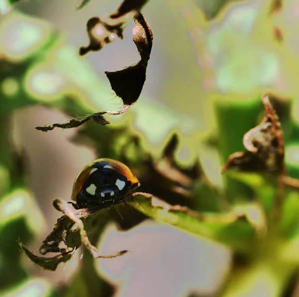 Coccinellidae w ogrodzie — Zdjęcie stockowe