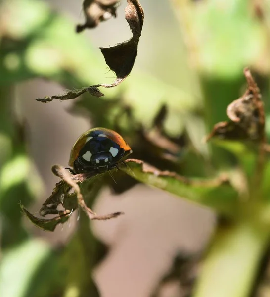 Coccinellidae im Garten — Stockfoto