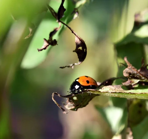 Coccinellidae in the garden — Stock Photo, Image