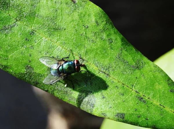 Soleil sur Lucilia sericata — Photo