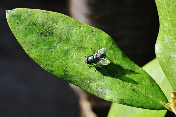 Soleil sur Lucilia sericata — Photo