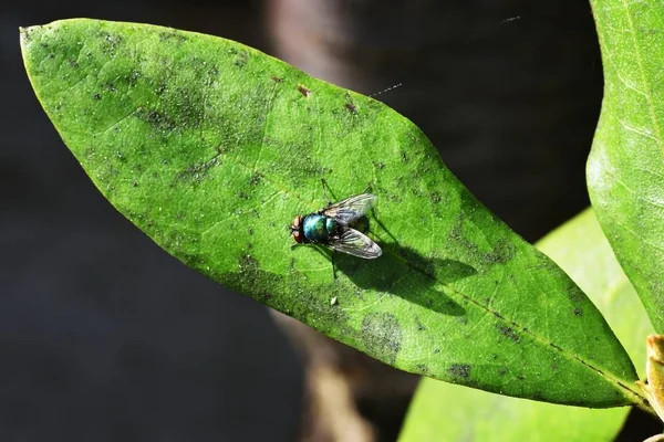 Sol en Lucilia sericata —  Fotos de Stock