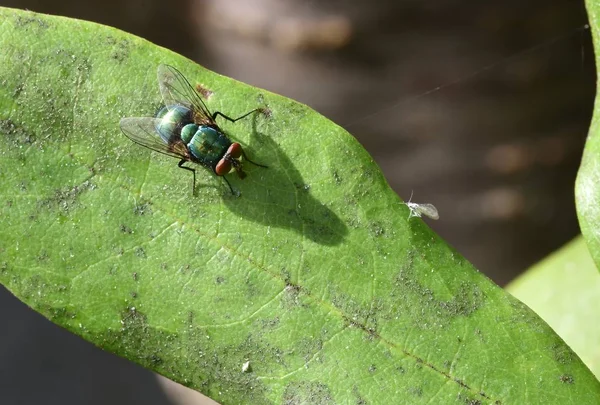 Soleil sur Lucilia sericata — Photo