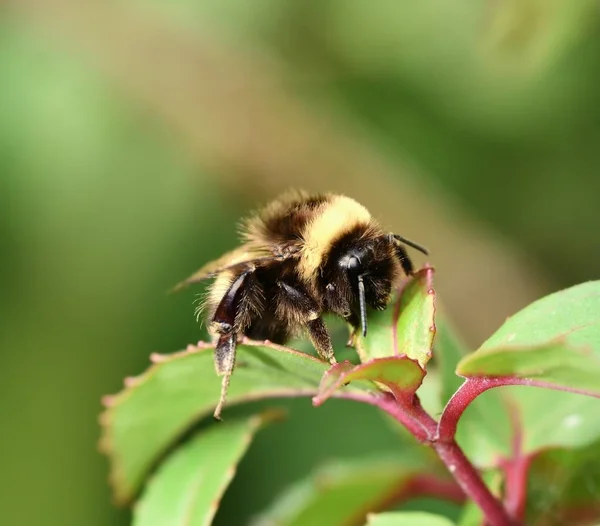 White tailed Bumblebee — Stock Photo, Image