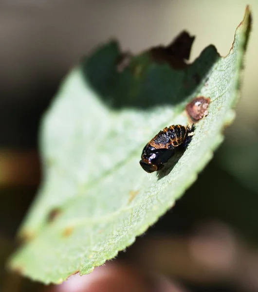 Arlequin à deux points Ladybird Pupa — Photo