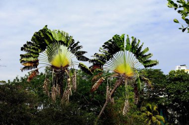 Gezginler Palm Sri Lanka