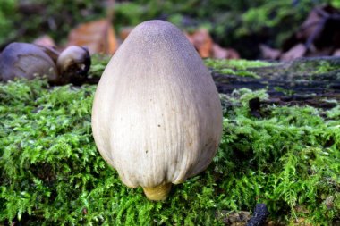 Sonbahar meyve mantar