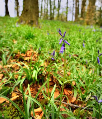 Bluebells üzerinde güneş ışığı