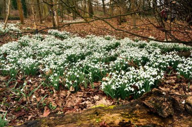 Bahar galanthus