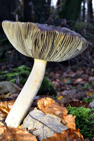 秋の結実菌 — ストック写真