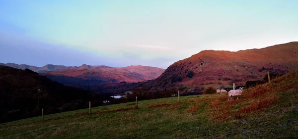 Moutons tôt le matin — Photo