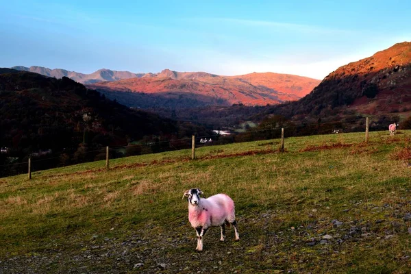 Schafe am frühen Morgen — Stockfoto