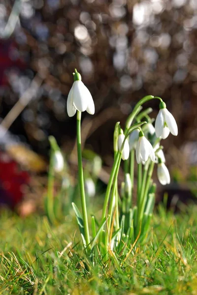 Tavaszi galanthus — Stock Fotó