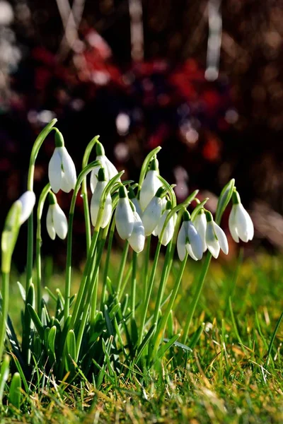 Tavaszi galanthus — Stock Fotó