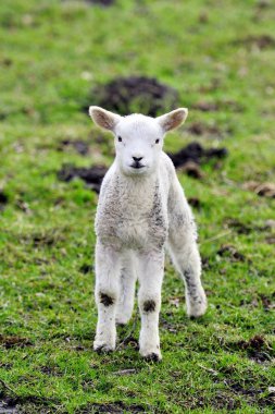 Burada sana bakıyor