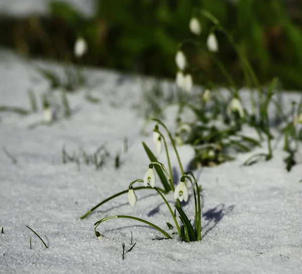Весенняя галантус в снегу — стоковое фото