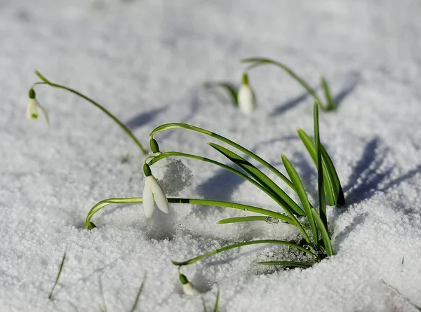 Весенняя галантус в снегу — стоковое фото