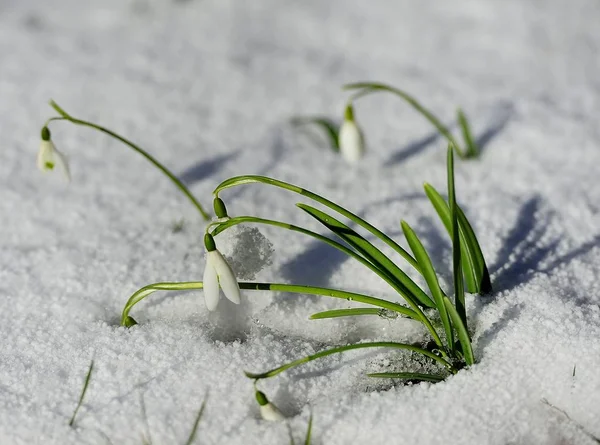 Primavera Galanthus en la nieve — Foto de Stock