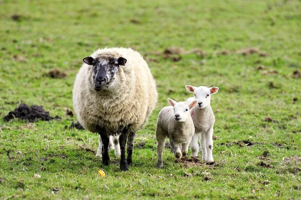 Lotta per tenere il passo con la mamma — Foto Stock