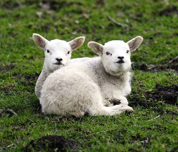 Twin lambs having a cuddle — Stock Photo, Image